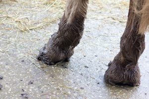 2 muddy horse legs and hooves