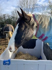 side profile of black and white horse head over hay box