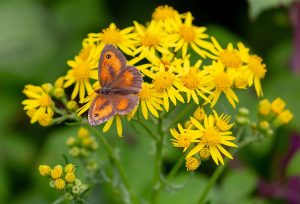 Yellow ragwort flowers with a orange and brown butterfly sitting on the flowers