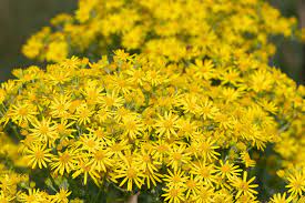 Ragwort bright yellow flowers