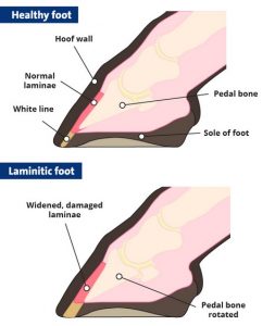 Diagram of a healthy hoof and a laminitic hoof showing laminae and pedal bone