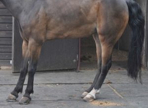 Brown horse leaning back on its heels whilst suffering with laminitis
